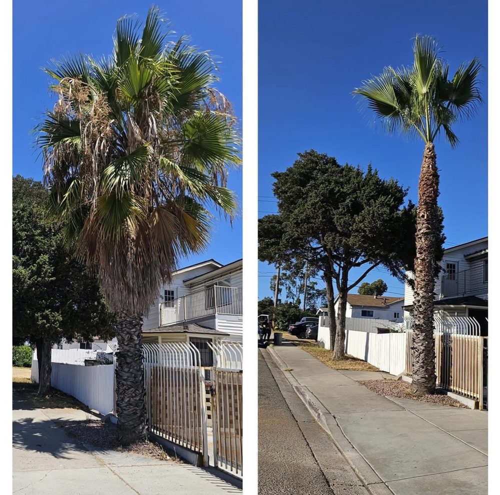 New Roots Tree Service project: before and after palm tree trimming at a San Diego property