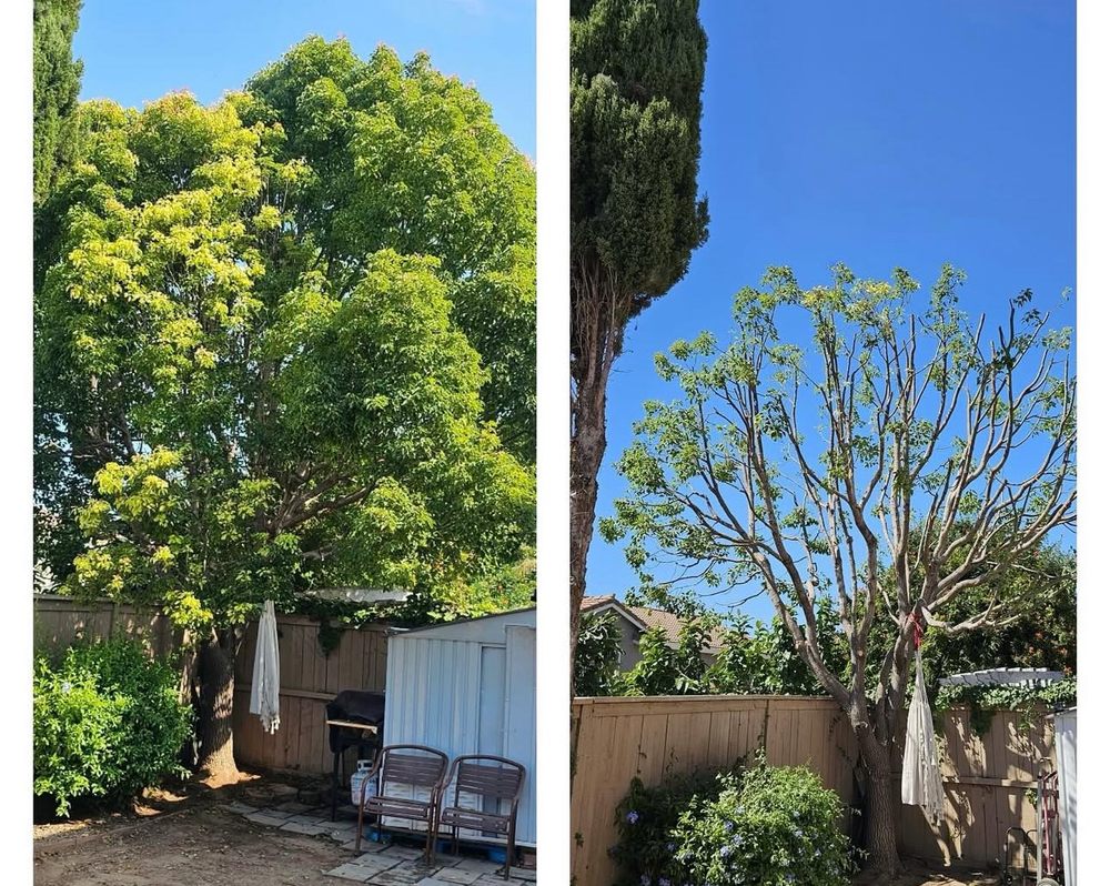 New Roots Tree Service project: before and after tree trimming of a large backyard tree in San Diego