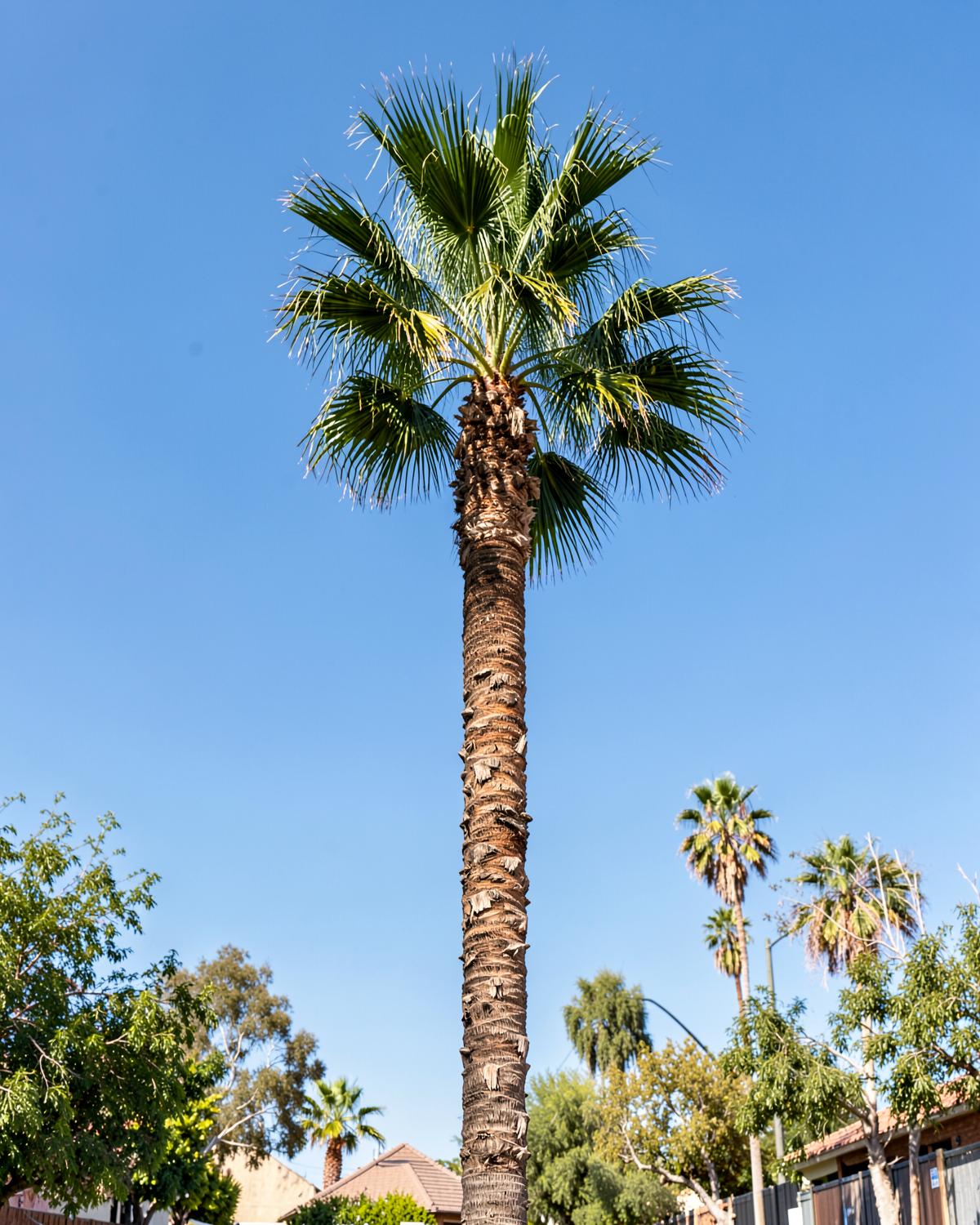 Freshly trimmed palm tree against a clear San Diego sky